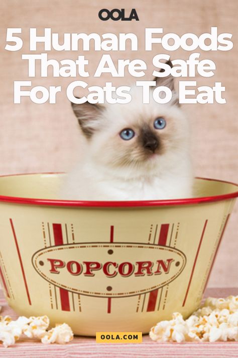 5 Human Foods That Are Safe For Cats To Eat Human Food For Cats, Human Food, Be A Nice Human, Not Afraid, All About Cats, Cat Pin, Cat Food, For Cats, Real Food Recipes