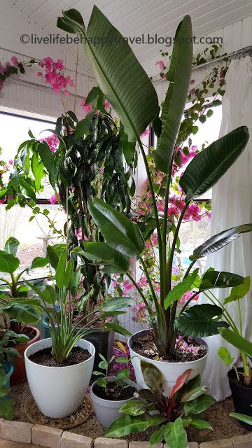 Bougainvillea In Balcony, Buganvilla In Pot, Growing Bougainvillea, Boganvila Plant Wall, Bougainvillea Shrub, Bougainvillea Care, Beautiful Houseplants, Island Furniture, Barbara Karst Bougainvillea Plants