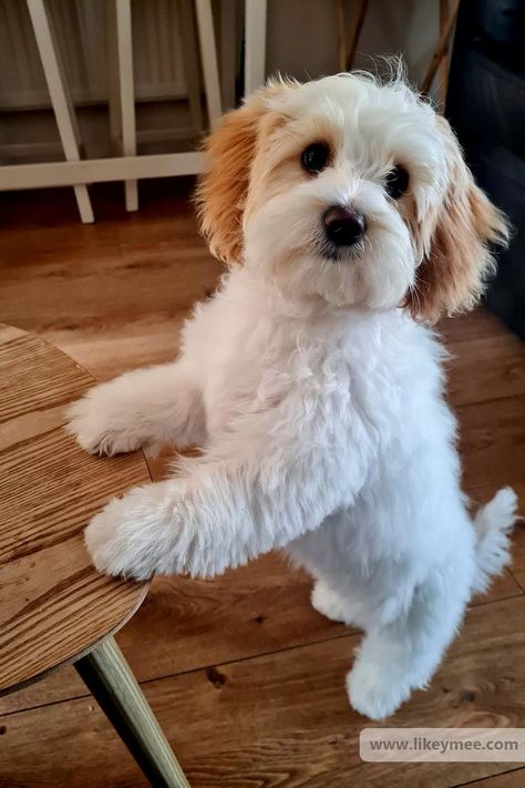 Poochon Dog, Cavachon Dog, Big Dogs Breeds, Behavior Tips, Biggest Dog In The World, Biggest Dog, Cavachon Puppies, 21 Questions, Cute Small Dogs