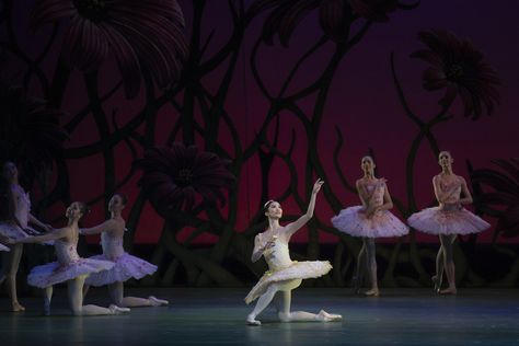 Fumi Kaneko as the Queen of the Dryads in Don Quixote, The Royal Ballet © 2019 ROH. Photograph by Andrej Uspenski Fumi Kaneko, The Royal Ballet, Don Quixote, Royal Ballet, My Dream Came True, Ballet Dancers, The Queen, Dancer, Ballet