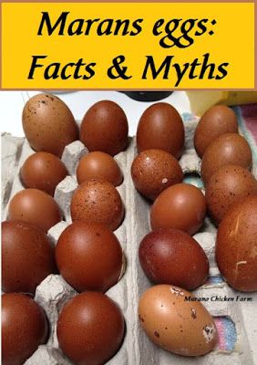 Black Copper Marans egg are well known for their dark brown color, but there are other rumors about these famed eggs. I'll tell you which ones are true and which are just rumors. Marans Chicken, Copper Maran, Maran Chickens, Egg Facts, Black Copper Marans, Facts And Myths, Raising Turkeys, Best Egg Laying Chickens, Raising Chicken