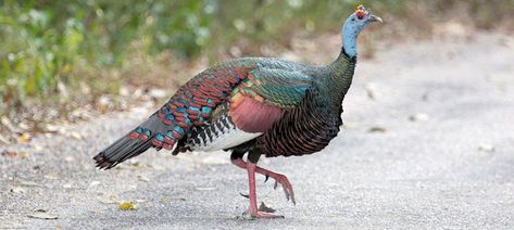 Ocellated Turkey Photo Gallery Tattoo Wallpapers, Ocellated Turkey, Female Turkey, Aesthetic Bird, Turkey Mounts, Wild Turkey Recipes, Wild Chicken, Turkey Photography, Turkey Bird