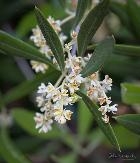 Olive Tree Flowers, Olive Flower Drawing, Olive Pictures, Olive Sprig, Berry Illustration, Olive Blossom, Olive Flower, Autumn Olive, Olive Photography