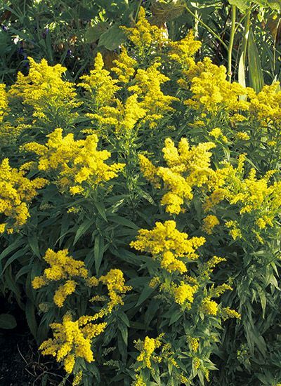 Pollinators Love Goldenrod - See the 9 varieties we recommend for your garden #Pollinators #Goldenrod #FallColor #GardenGateMagazine Bluestem Goldenrod, Goldenrod Garden, Goldenrod Plant, Planting Zones, Goldenrod Flower, Prairie Flowers, Tattoo Plant, Prairie Flower, Types Of Herbs