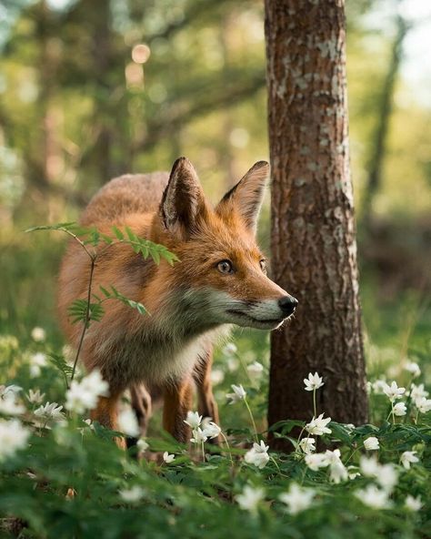 Young Fox, Books Pictures, Animal Sleeve Tattoo, Arte Doodle, Fox Squirrel, Pet Fox, Majestic Animals, Wild Dogs, Mystical Creatures