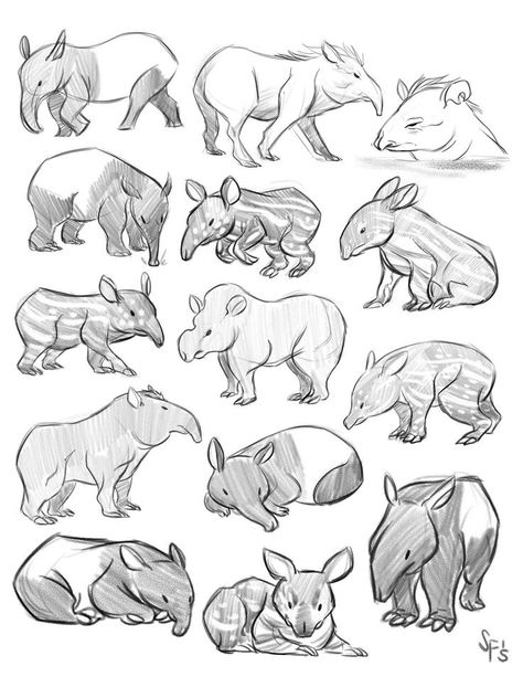 Tapir Drawing, Tapir Art, Tapir Illustration, Studies Drawing, Animal Studies, Tier Tattoo, Catalog Request, Animal Study, Animal Drawing