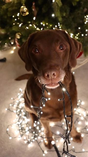 Good Boy Ollie 🐶 on Instagram: "Photos at the end!⭐️ Beautiful little twinkle boy 💫" Good Boy Ollie, Good Boy, Dog Wallpaper, December 8, Christmas Wallpaper, Christmas Dog, Twinkle Twinkle, Animals And Pets, Fur Babies