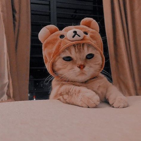 Cat With Bear Hat, Hat Wallpaper, Profile Picture Pfp, Pfp Cat, Cat Pfp, Pfp Ideas, Bear Hat, Try On, Profile Picture