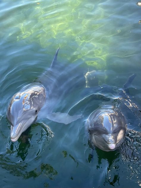 I love Dolphins 🐬❤️ Key Largo Florida Dolphins, Key Largo Florida, County Kerry, Island Holiday, Florida Keys, Sea World, Perfect Life, Ocean Life, Next Chapter