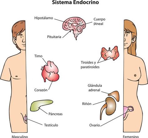 El sistema endocrino - Escolar - ABC Color Angler Fish, Endocrine System, Google Images, Abc, Medicine, Comics, Color