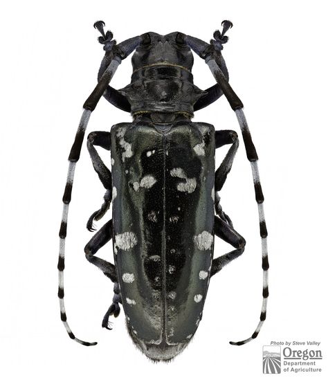 ˚Asian Long-Horned Beetle Female (Anoplophora glabripennis) Long Horned Beetle, Forest Gremlin, Horned Beetle, Special Animals, Longhorn Beetle, Unexpected Beauty, Beetle Wings, Land Animals, Insect Collection