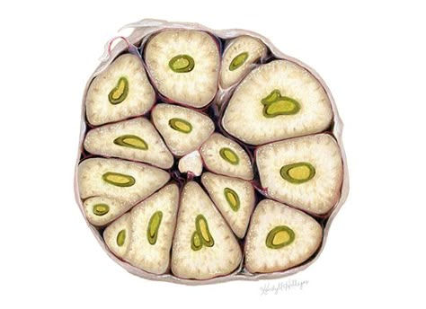 Herbs Illustration, Vegetable Illustration, Rainbow Carrots, Mixed Media Illustration, Cross Section, Organic Forms, A Level Art, Fruit Art, Organic Form