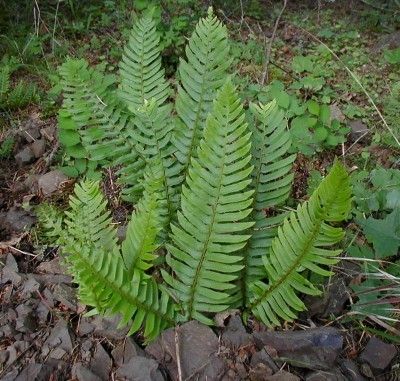 Sword Fern Plant Care: How To Grow Sword Ferns - While they are most commonly found growing in moist, wooded areas, sword ferns are quickly becoming popular in the home garden as well. These interesting plants are easy to grow with sword fern care being just as simple. Fern Care, Mountains Tattoo, Evergreen Ferns, Ferns Care, Shade Loving Perennials, Ferns Garden, Gardening 101, Fern Plant, Woodland Garden