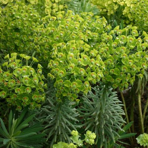 Euphorbia Plant, Mediterranean Gardens, Gunpowder Plot, Shady Garden, Spring Planter, Yellow Border, Future Garden, Dry Garden, Home Garden Plants