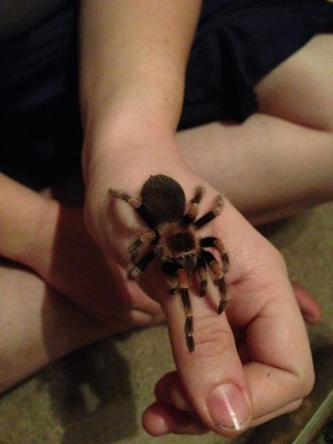 Red knee tarantula Red Knee Tarantula, Living Things, Arachnids, Rosemary, Red, Animals