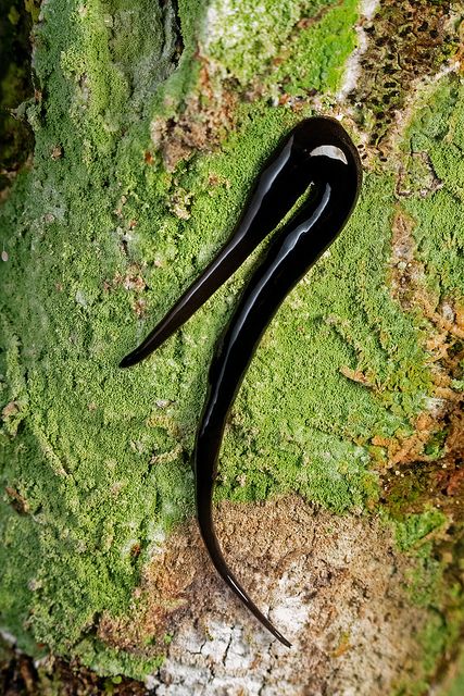 Just your average living blob of slick black ooze. Note the tiny head at the end of this amazing land planarian! Flying Lantern, Bug Collection, Beetle Insect, Cool Bugs, A Bug's Life, Creepy Crawlies, Crustaceans, Arachnids, Little Critter