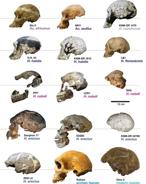 Physical Anthropology Human Evolution Tree, Anthropology Major, Biological Anthropology, Early Man, Prehistoric Man, Forensic Anthropology, Theory Of Evolution, Human Evolution, Early Humans