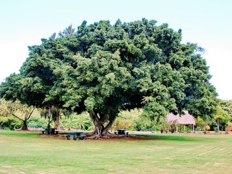 7 tipos de Ficus para jardines grandes. Entra y conócelos a todos :)  #ficus #arboles #jardines #plantas #arbolesgrandes Ficus Nitida, Trees With Red Leaves, Ficus Microcarpa, Laurel Tree, Indoor Bonsai Tree, Bonsai Soil, Bonsai Seeds, Indoor Bonsai, Tree Nursery