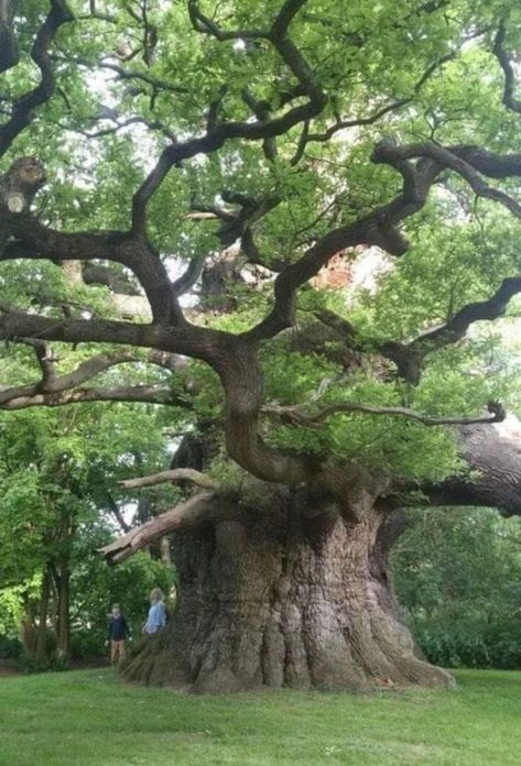 Oak Tree About 800 Years Old. Fredville Park United Kingdom Weird Trees, Matka Natura, Old Oak Tree, Belle Nature, Large Tree, Old Tree, Old Trees, Ancient Tree, Unique Trees