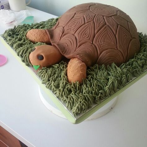 Tortoise Birthday Cake, Koala Cakes, Tortoise Cake, Vet Cake, Turtle Cakes, Boys 8th Birthday, Spider Cake, Jungle Bedroom, 7th Birthday Cakes