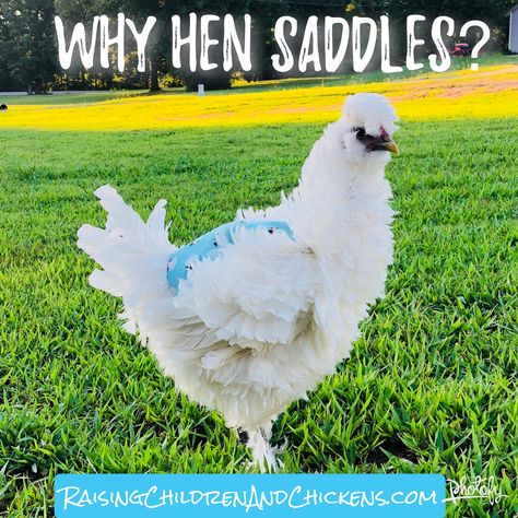 Why should your hens wear saddles? Find out here. Chickens Chicken Saddles Chicken Saddle, Youre Crazy, To Be Honest, Dressing Up, Be Honest, Hen, Ariel, Saddle, Benefits