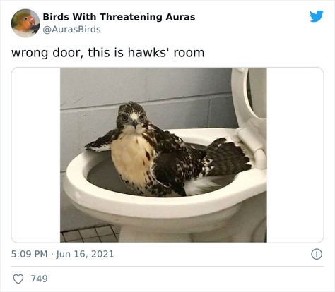 Birds-With-Threatening-Auras White Budgie, Pictures Of Birds, Domesticated Animals, Because The Internet, Cute Bat, Skate Style, Funny Birds, Bird Pictures, Cute Memes