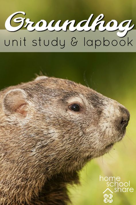 Download a free Groundhog Unit Study & Lapbook from Homeschool Share for your elementary student. Get your dose of homeschool science with this animal unit study. Animal Unit Study, Free Unit Study, Homeschool Science Lessons, Homeschool Units, Ground Hogs, Animal Studies, Free Homeschool Curriculum, Homeschool Lesson Plans, Animal Study