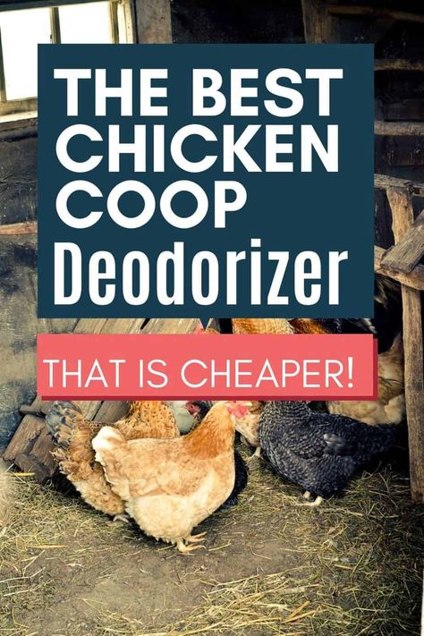 Coop Roost Ideas, Chicken Coop Roost Ideas, Chicken Coop Roost, Chicken Toys For Coop, Chicken Roost Ideas, Inside Chicken Coop, Chicken Raising, Chicken Roost, Small Chicken Coops