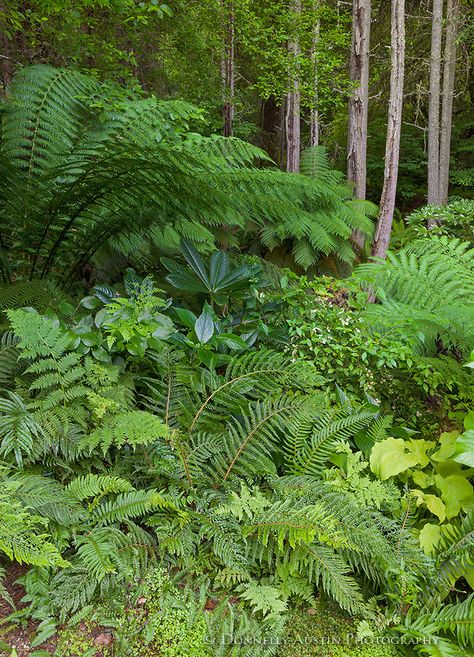 Ferns In The Forest, Stumpery Garden, Fern Border, Woodland Ferns, Woodland Planting, Vashon Island Wa, Dicksonia Antarctica, Fern Garden, Ferns Garden