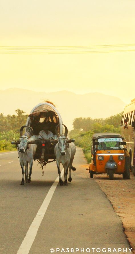 BULLOCK CART Bullock Cart, Sky Aesthetic, Collage, Animals, Pins, Quick Saves