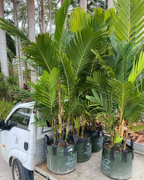 100lt Ivory Cane Palm (Pinanga coronata) also available in 300 & 500mm. Striking clumping palm with elegant upright cream-coloured trunks.… | Instagram Golden Cane Palm, Pony Palm Plant, Pigmy Date Palm, Ponytail Palm Plant, Neanthe Bella Palm, Cream, Plants, Color, Instagram