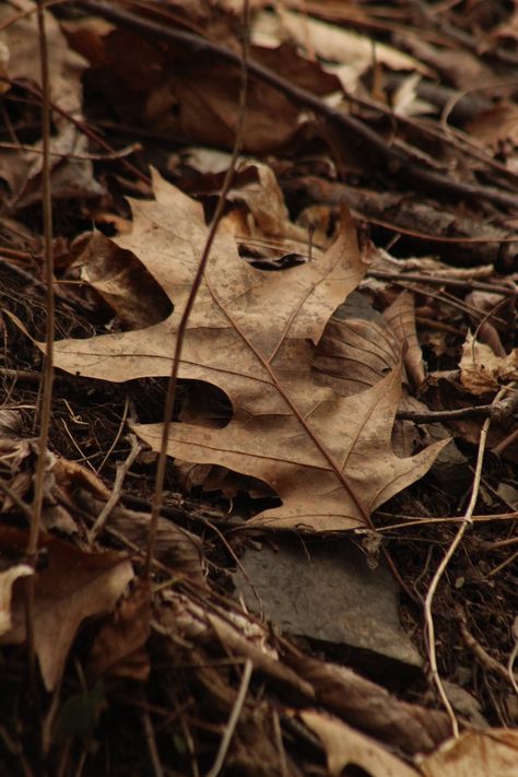 Leaf | historygradguy (jobhunting) | Flickr Midwest Princess, Creative Media, Brown Leaves, Chappell Roan, Photography Work, Art Room, Autumn Leaves, Art Ideas, Magazine