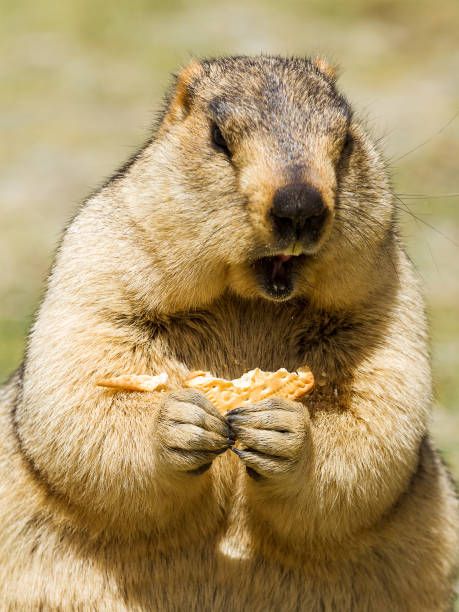 1,634 Groundhogs Day Stock Photos, Pictures & Royalty-Free Images - iStock Groundhog Pictures, Groundhogs Day, Groundhog Day, Royalty Free Images, Free Images, First Time, The First, Royalty, Royalty Free