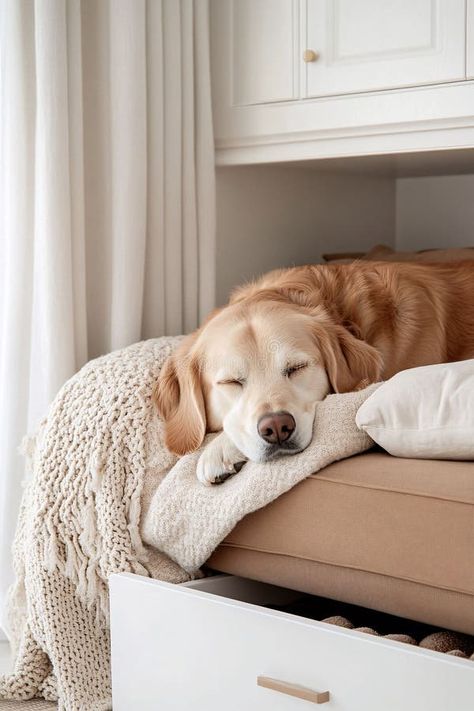 Dog Relaxing on a Comfortable Sofa royalty free stock photography Dog Relaxing, Sofa Texture, Relaxed Dog, Sofa Modern, Vector Banner, Beige Sofa, Cozy Pillow, Pillow Texture, Stock Photography Free