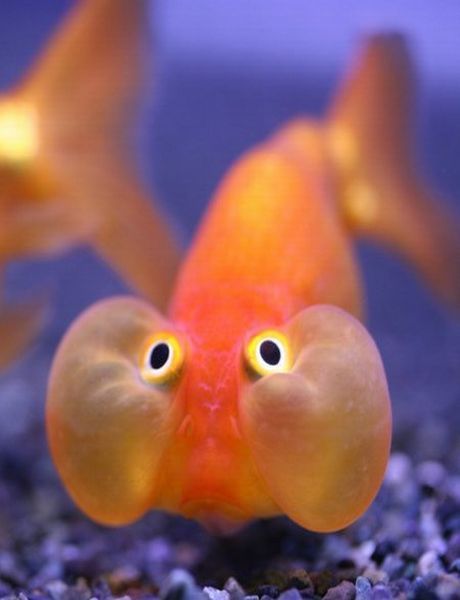 Funny Fish Pictures-Photos | Funny...  Alergic reaction moment! Best Friend Quotes Funny, Fishing Humor, Heroes Of Olympus, Tropical Fish, Goldfish, Sea Creatures, Percy Jackson, Under The Sea, The Words