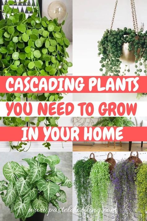 Scandinavian Plants, Cascading Plants, Indoor Plant Care Guide, Different Types Of Plants, Ikea Plants, Vintage Plants, Tanaman Indoor, Plants Hanging, نباتات منزلية