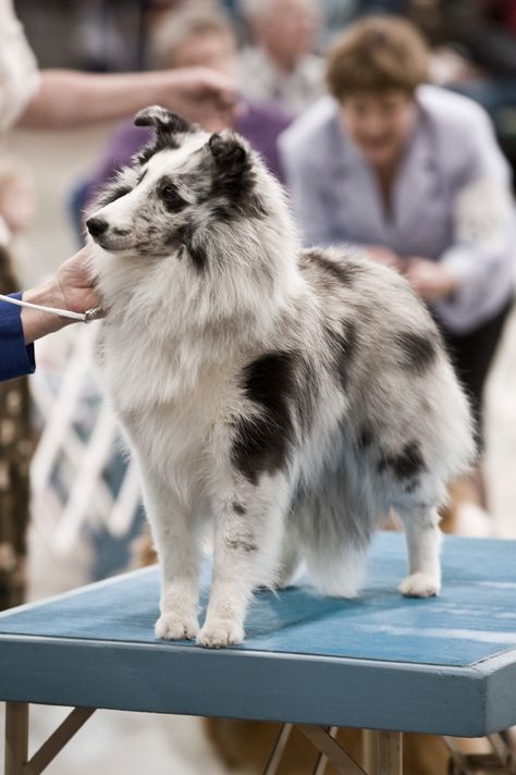 Coeur d’Alene AKC Show May 2008 Sheepdog Tattoo, Blue Merle Sheltie, Shetland Sheepdog Blue Merle, Sheltie Puppy, Shetland Sheepdog Puppies, Sheltie Dogs, Puppy Grooming, Shetland Sheep, Rough Collie