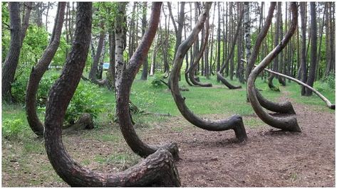 Crooked Forest, Trees Images, Kolam Air, Weird Trees, Bawah Air, Caspar David Friedrich, Wow Facts, Mysterious Places, Tutankhamun