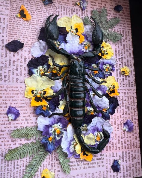 AVAILABLE: Scorpion with Pansies 🌼 . . . #smallbusiness #art #artist #arachnids #scorpion #oddities #curiosities #taxidermy #flowers #odditiesandcuriosities #plants #purple #aesthetic #goblincore #cottagecore #garden #whimsigoth #shadowbox #entomology #bugs Taxidermy Aesthetic, Plants Purple, Cottagecore Garden, Taxidermy Art, Goblin Core, Arachnids, Basic Concepts, Purple Aesthetic, Taxidermy