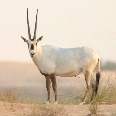 Arabian Oryx, Arabian Desert, Finger Painting, New Man, Country Living, Qatar, Animals Wild, Animal Lover, Jordan