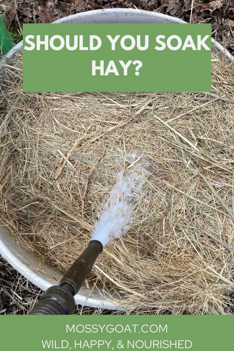 Should you soak your hay? Read the how and why behind soaking hay. #horsecare #homesteading #hay #horses #livestock #homestead How To Grow Hay For Horses, Slow Hay Feeder For Horses Diy, Slow Hay Feeder For Horses, Soaking Hay For Horses, Natural Horse Hoof Care, Horse Corral, Grass Hay, How To Stop Coughing, Horse Nutrition