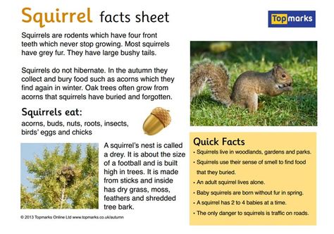 Autumn Facts, Squirrel Science Experiment, Scaredy Squirrel Makes A Friend Activities, Scaredy Squirrel Activities Kindergarten, Baby Squirrel Care, Fox Facts For Kids, Facts About Squirrels, Primary Classroom Displays, Speech Therapy Themes