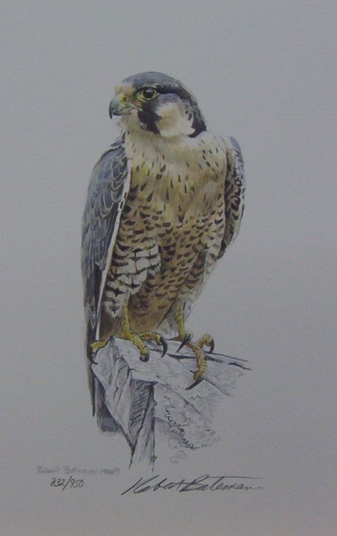 Falcon Aesthetic, Falcon Wallpaper, Falcon Drawing, Falcon Tattoo, Robert Bateman, Falcon Art, Tattoo Bird, Eagle Drawing, Tattoo Zeichnungen