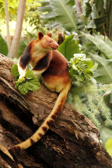 Goodfellow’s Tree Kangaroo.... Tree Kangaroo, Kangaroo Stuffed Animal, Interesting Animals, A Monkey, Unusual Animals, Rare Animals, Endangered Animals, Pretty Animals, Australian Animals