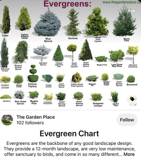 Evergreen Landscape, Conifers Garden, Flower Garden Plans, Landscaping Trees, Evergreen Garden, Privacy Landscaping, Front Yard Garden Design, Front Landscaping, Lawn And Landscape