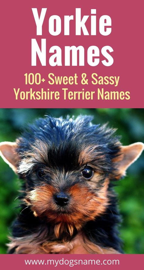 Yorkie puppies are so adorable, sweet and sassy. You can't give them just any dog name. They need a name perfectly picked for a Yorkshire Terrier. Cute Yorkies, Yorkie Names Girl, Yorkie Terrier Haircuts, Yorkie Terrier Puppy, Yorkie Puppy Haircuts, Yorkie Puppy Training, Parti Yorkies, Yorkie Puppy Care, Yorkie Haircut