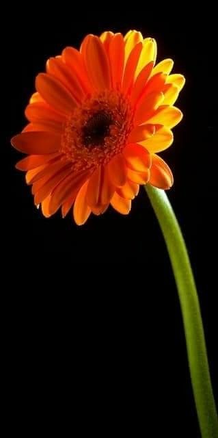 Orange Gerbera, Gerber Daisy, Gerbera Daisies, Gerber Daisies, Downstairs Bathroom, Colors Orange, Garden Pictures, Gerbera Daisy, California Poppy