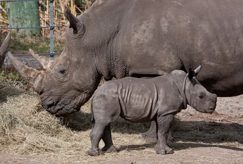 Rhino's at Lowry Park Zoo Things To Do In Tampa, Seminole Indians, White Rhino, Ybor City, Busch Gardens, River Walk, Tampa Florida, Tampa Fl, Gulf Of Mexico