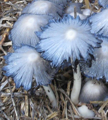 There were several stands of these silver blue mushrooms in our backyard this winter. First time I had ever seen mushrooms this color. Lucy017 Pretty Mushrooms, Blue Mushrooms, Slime Mold, Blue Mushroom, Autumn Blue, Lichen Moss, Mushroom Pictures, Plant Fungus, Slime Mould