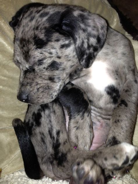 You never know when Catahoula puppy take a break Merle Puppies, Catahoula Leopard Dog Puppy, Bengal Cat Names, Catahoula Puppies, Louisiana Catahoula Leopard Dog, Adopt A Puppy, Hog Hunting, Alpha Dog, Spotted Cat